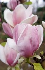 Magnolia Cameo-prachtige 2 kleurige kleine compacte soort !, Tuin en Terras, Planten | Tuinplanten, Ophalen of Verzenden