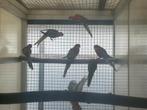 Rosella’s, Geslacht onbekend, Parkiet, Geringd