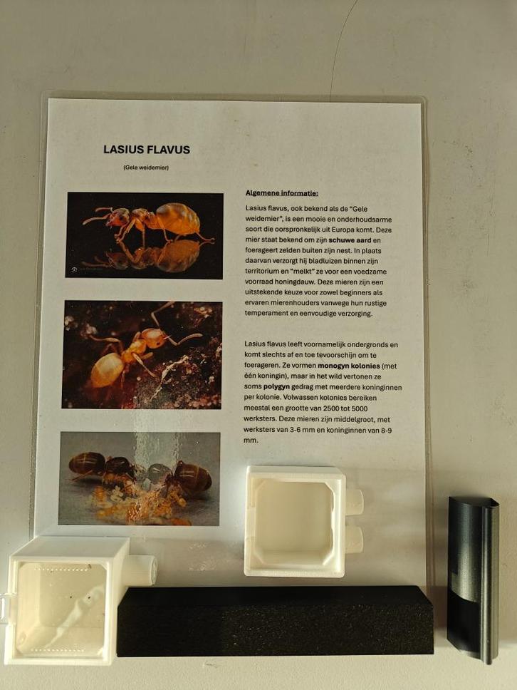 Lasius flavus, Dieren en Toebehoren, Insecten en Spinnen, Mieren