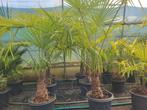 Trachycarpus fortunei, stam 30/40., Tuin en Terras, Ophalen of Verzenden