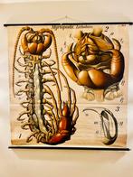 Schoolplaat Myriopoda (Duizendpoot) van Paul Pfurtscheller, Antiek en Kunst, Antiek | Schoolplaten, Verzenden