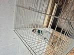 Dwergpapegaai, Dieren en Toebehoren, Ophalen, Zo goed als nieuw