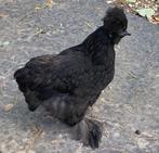 Zijdehoen gladveer hen, Dieren en Toebehoren, Vrouwelijk, Kip