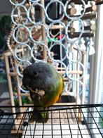 Bonte boertje vrouwtje 1 jaar, Dieren en Toebehoren, Vogels | Parkieten en Papegaaien, Tam