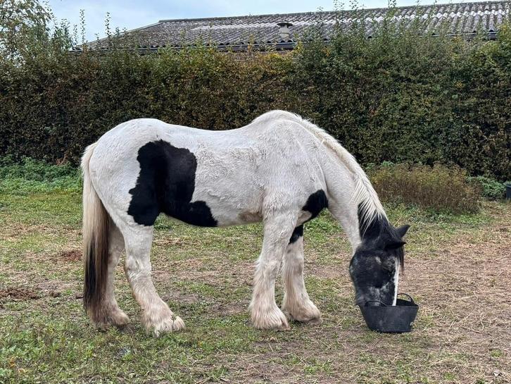 Verzorgpaardjes, Dieren en Toebehoren, Pony's, Ruin