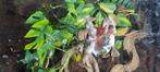 Panterkameleon, Met terrarium, 0 tot 2 jaar