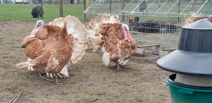 Rode Ardenner kalkoenhanen, Animaux & Accessoires, Volatiles, Dinde