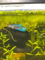 Betta vis vrouw, Dieren en Toebehoren, Vis