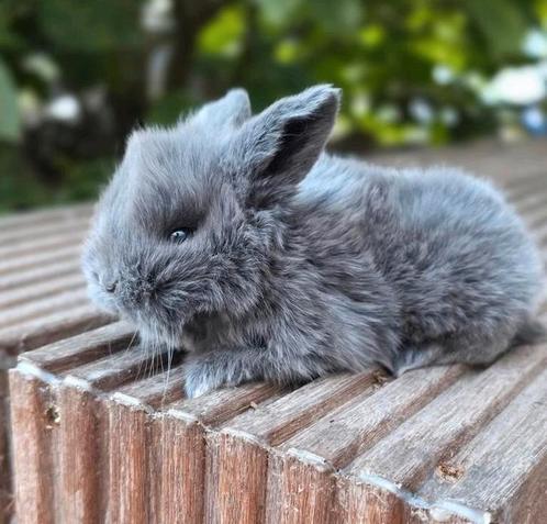 Prachtig Minilop nestje 😍🏠, Dieren en Toebehoren, Konijnen