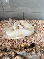 Albino Python vrouw plus terrarium, Met terrarium, Slang, 3 tot 6 jaar