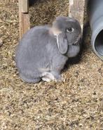 Super mooi minilopje voedstertje ( kan drachtig zijn), Dieren en Toebehoren, Konijnen