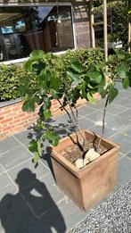 Vijgenboom te koop, Tuin en Terras, Planten | Bomen, Ophalen, 100 tot 250 cm