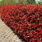 Photinia / glansmispel, Ophalen