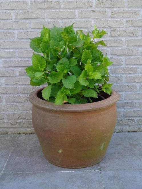 pot in terracottaklei (+hortensia), Tuin en Terras, Bloembakken en Plantenbakken, Zo goed als nieuw, Steen, Tuin, Ophalen