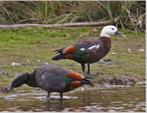 Paradijscazarca / eend / eenden, Dieren en Toebehoren, Meerdere dieren, Eend