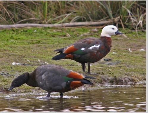 Paradijscazarca / eend / eenden, Dieren en Toebehoren, Pluimvee, Eend, Meerdere dieren