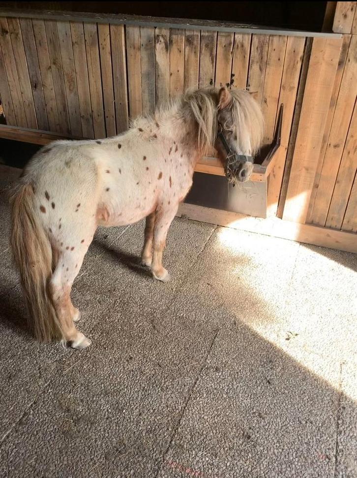 Etalon appaloosa, Animaux & Accessoires, Chevaux & Poneys | Autres trucs de cheval, Enlèvement