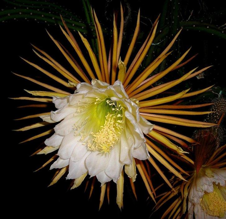 Selenicereus grandiflorus - Koningin van de nacht, Huis en Inrichting, Kamerplanten, Cactus, Minder dan 100 cm, Bloeiende kamerplant
