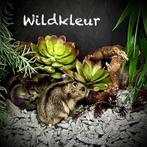 Superlieve gesocialiseerde Dwerghamstertjes  (9-14 weken), Hamster, Domestique, Novembre, Plusieurs animaux