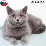 Superbes chatons British Shorthair (bleu), Plusieurs animaux, Vermifugé, 0 à 2 ans