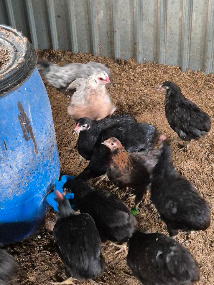 Araucana Kippen, Animaux & Accessoires, Volatiles, Poule ou poulet, Plusieurs animaux