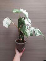 Monstera deliciosa var borsigiani albo variegata, Huis en Inrichting, Kamerplanten, Ophalen of Verzenden