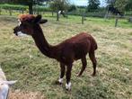 Alpaca hengst, Dieren en Toebehoren, Mannelijk, 3 tot 5 jaar