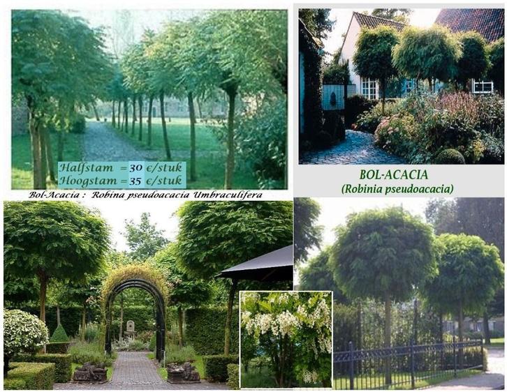 BOL-ACACIA 'S HOOGSTAMMEN (Robinia pseudoacacia Um) 35€/stuk, Tuin en Terras, Planten | Bomen, Bolboom, 250 tot 400 cm, Volle zon
