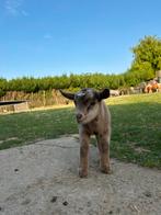 Dwerggeit lammetjes zoeken een goede thuis, Dieren en Toebehoren, Schapen, Geiten en Varkens, Mannelijk, Geit, 0 tot 2 jaar