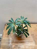 Anthurium Polyschistum, Enlèvement ou Envoi