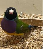 Zk man 25€, Dieren en Toebehoren, Vogels | Overige Vogels