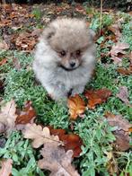 Pomeriaan pups te koop, Dieren en Toebehoren, België, Keeshond, CDV (hondenziekte), 8 tot 15 weken