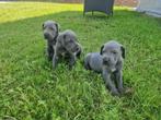 duitse dog pups blauw, Dieren en Toebehoren, Honden | Bulldogs, Pinschers en Molossers, CDV (hondenziekte), België, 8 tot 15 weken