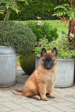 Tervurense Herder pups, Plusieurs, Parvovirose, Belgique, Berger