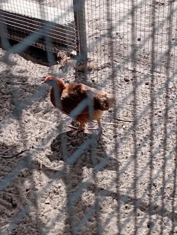 3 haantjes  beschikbaar voor biedingen
