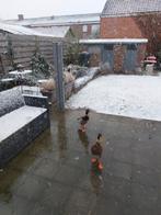 2 mannelijke loopeenden, Dieren en Toebehoren