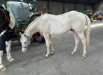 2 jargie champagne overo hengst (vaste prijs!!), Dieren en Toebehoren, Paarden, Onbeleerd, Minder dan 160 cm, Westernpaard, Gechipt