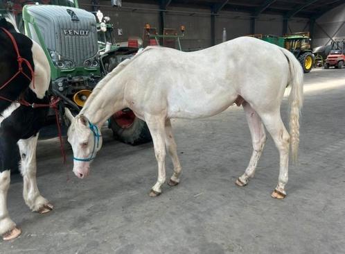 2 jargie champagne overo hengst (vaste prijs!!), Dieren en Toebehoren, Paarden, Onbeleerd, Minder dan 160 cm, Westernpaard, Met stamboom