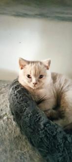 Britse korthaar kittens, Chat, Vermifugé, 0 à 2 ans