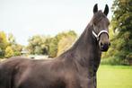 Gouden Friese sportmerrie – 7 jaar – 1m72 – met stamboom, Dieren en Toebehoren, Paarden, Merrie, Met stamboom, 170 tot 175 cm