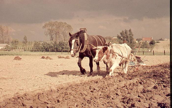 Oost-Vlaams witrood os, Dieren en Toebehoren, Runderen, Mannelijk, 0 tot 2 jaar