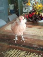 Haantje, Dieren en Toebehoren, Mannelijk, Kip