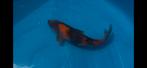Hi-Utsuri, Karper of Koi