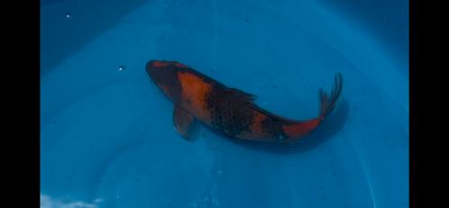 Hi-Utsuri, Dieren en Toebehoren, Vissen | Vijvervissen, Karper of Koi