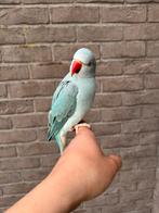 Halsbandparkiet, Dieren en Toebehoren, Vogels | Parkieten en Papegaaien, Tam