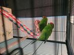 Te koop, Dieren en Toebehoren, Vogels | Parkieten en Papegaaien, Vrouwelijk, Parkiet, Geringd