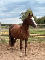 Zeer mooie dressuur merrie, Dieren en Toebehoren, Paarden, Merrie, L