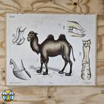 Vintage schoolplaat kameel Emil Moestue a/s Oslo (P1 28), Ophalen of Verzenden