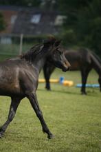 Arabische merrie, Dieren en Toebehoren, Paarden, Merrie, Minder dan 160 cm, 3 tot 6 jaar, Gechipt