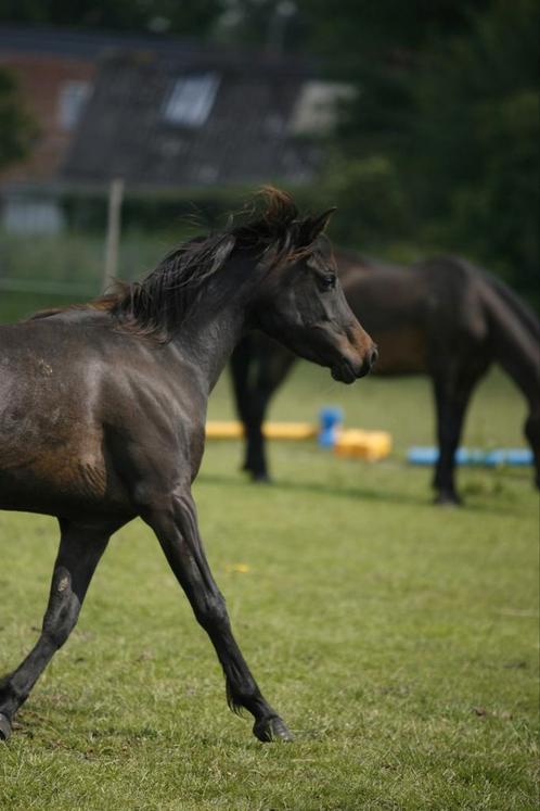 Arabische merrie, Dieren en Toebehoren, Paarden, Merrie, Onbeleerd, Minder dan 160 cm, 3 tot 6 jaar, Recreatiepaard, Gechipt, Ontwormd